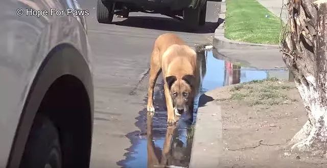 眼盲狗狗独自在街头流浪10年，它一辈子都没感受过人类的抚摸…… - 4