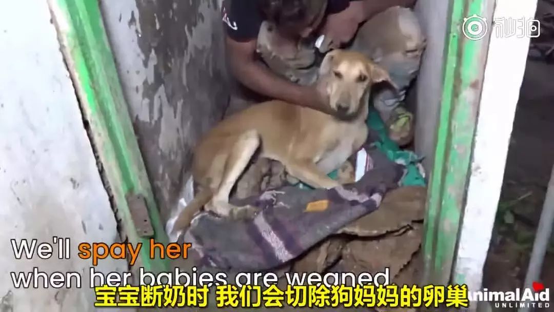印度水灾后，人们在废墟中发现一只疯狂刨土的狗…… - 12