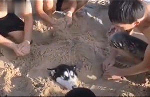 主人把狗狗骗去海滩，然后一言不合就埋了…… - 9