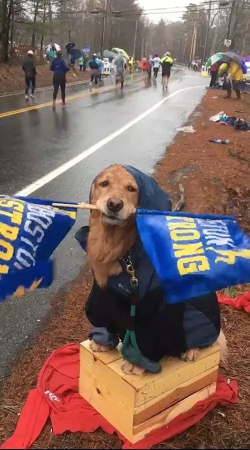 波士顿马拉松比赛中出现了一只最萌应援，不想跑了，想撸狗啊！ - 2