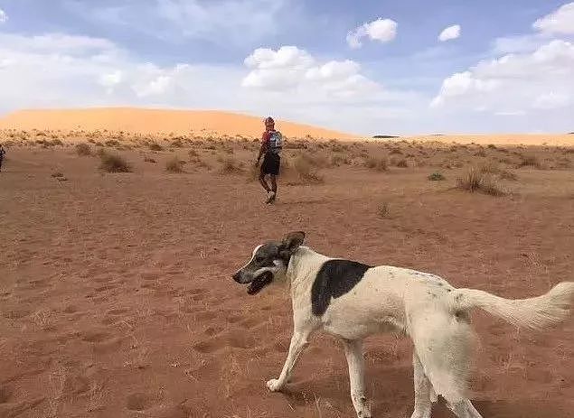 奔跑在撒哈拉沙漠地狱马拉松的一只狗 - 2