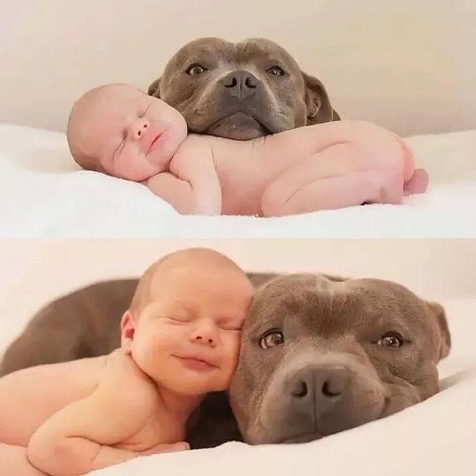 世上有一种爱叫：当宠物狗遇上小Baby - 2
