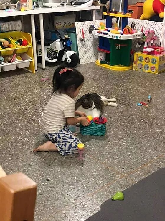小女孩在玩过家家，猫全程在旁边乖乖的配合着，满脸写着高兴！ - 2