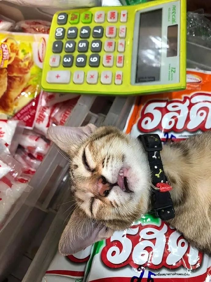 猫主动想帮主人看店，结果没几分钟就睡得一塌糊涂，笑屎了！ - 7