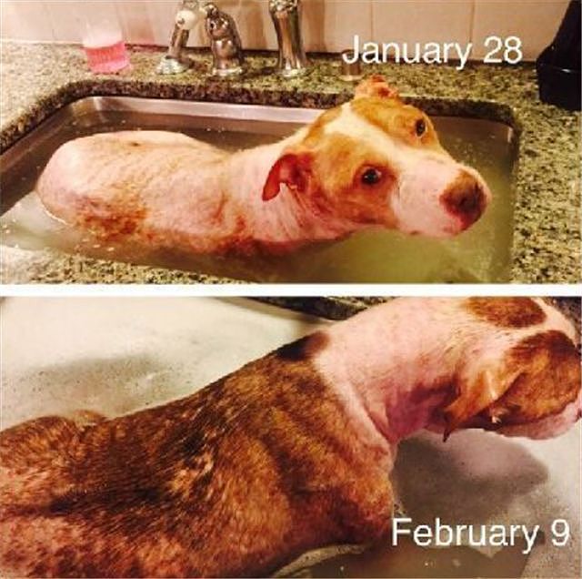 狗子惬意的泡澡，其实这是人们在救它的命！ - 6