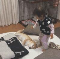小女孩怕柴犬着凉于是帮它盖毯子，可看到毯子上的标志，惊呆了..... - 1