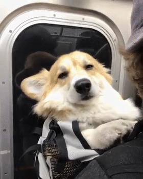 柯基每天搭地铁上下班，成了地铁上最瞌睡的崽... - 2