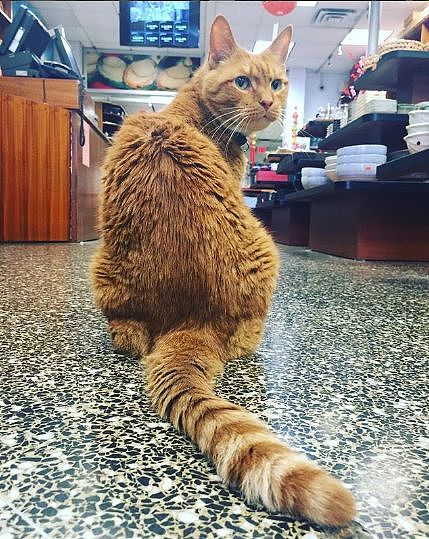 便利店捡到橘色流浪猫，它十年无休尽职看店，生意出奇好... - 5