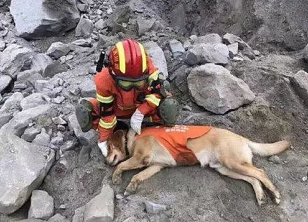 宜宾地震，搜救犬又累瘫了：请不要只在救灾时才想起Ta们的好！ - 11