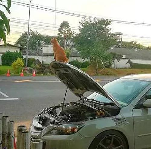 网友车子坏了，停在路边修理，没一会就被一只橘猫霸占了，还... - 4
