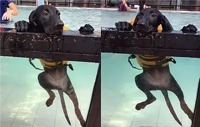 这只狗挂在泳池的原因，让围观群众大跌眼镜！ - 2