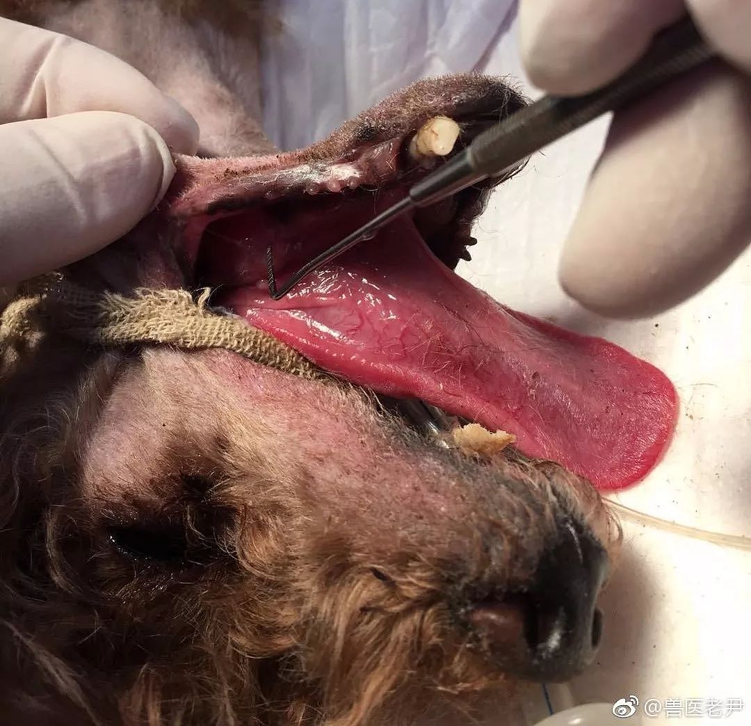 狗狗牙周病严重融断下巴，只能在嘴上打钢钉固定…… - 2