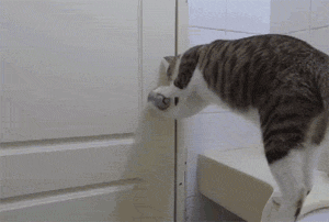 这只猫聪明，不仅会开门，还会在开门前调整下监控镜头，笑屎... - 2