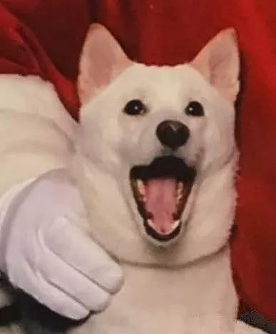 狗狗和最爱的圣诞老人合影，开心的笑脸萌化所有网友！ - 10