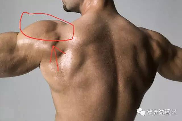 肩膀三角肌的中束该怎么练才能变得更宽？ - 4