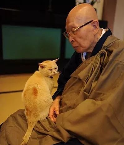 日本猫寺里住着30多只猫，竟比僧人还多，又想骗我去当和尚？ - 15