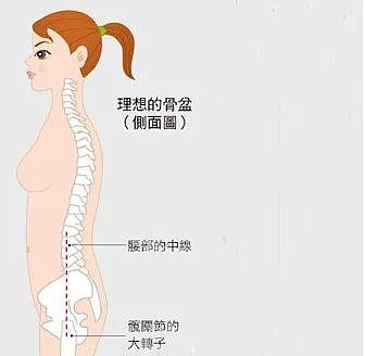 驼背、盆骨前倾的自我矫正方法, 胸部圆挺,顺便增高2~4cm ▏瑜伽解剖学 - 8