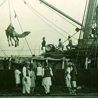 时代 | 骑骆驼的阿富汗人建起了半个澳大利亚，却受到歧视最终被驱逐 - 4