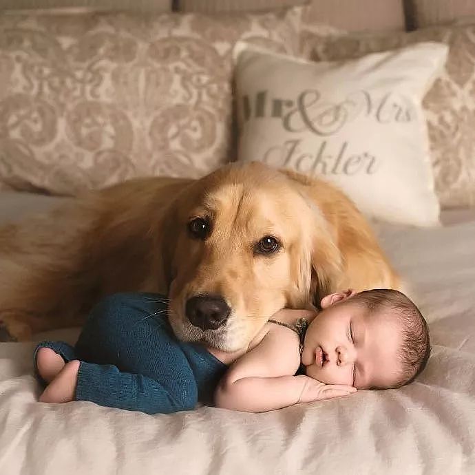 世上有一种爱叫：当宠物狗遇上小Baby - 5
