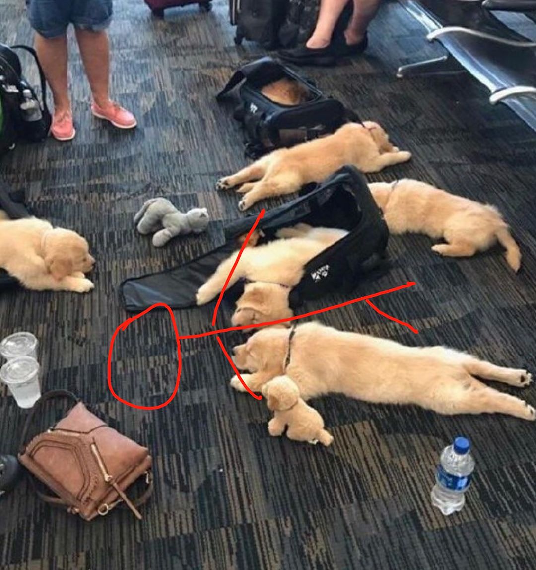 航班延误，一群旅客竟然躺在地上睡觉，这也太过分...萌了吧！ - 2