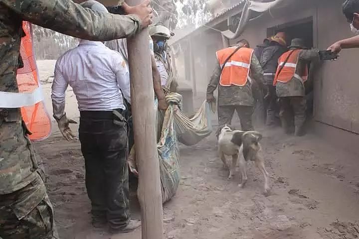 火山爆发，狗狗带救援队回家救人，但抬出来的却是8具遗体…… - 4
