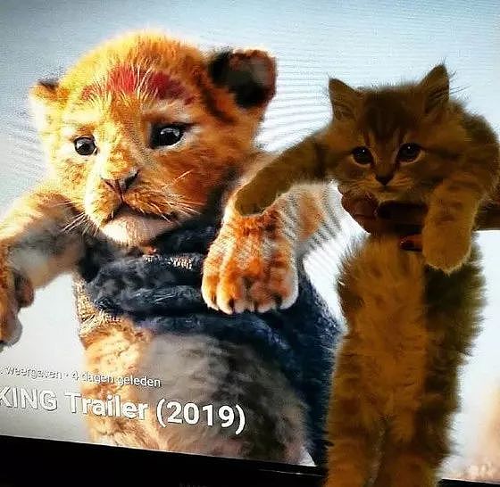 狮子王一上映，众网友纷纷拿自家猫COS，这些画面太搞笑了！ - 2