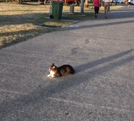 这只猫躺在路中间发呆，好心男子怕它被打扰到后生气，于是... - 1