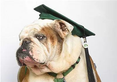 同学们都抢着跟校狗合照，而它却一口咬向了毕业证！ - 3