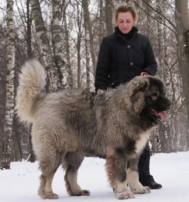 “北欧巨兽”高加索犬：俄罗斯国宝犬种，养了这狗才是真有安全感！ - 8