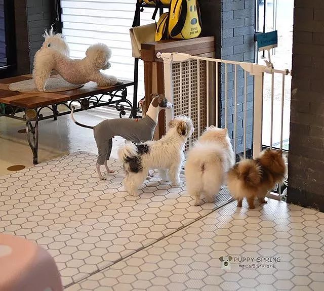 韩国狗狗幼儿园课程表曝光，原来它们上学不止打闹和睡觉！ - 53