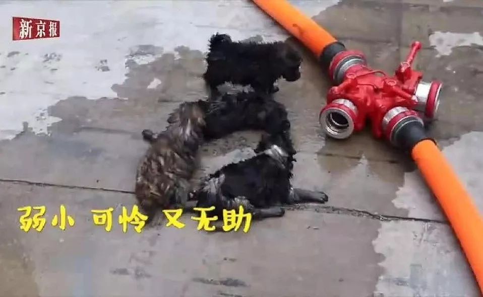5只小奶狗困火场被消防员拯救，终和狗妈妈团聚… - 2