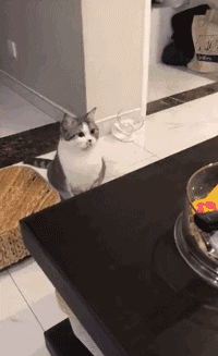 猫正在看桌上的食物，突然发现被偷拍，瞬间反应的表情笑屎了... - 2