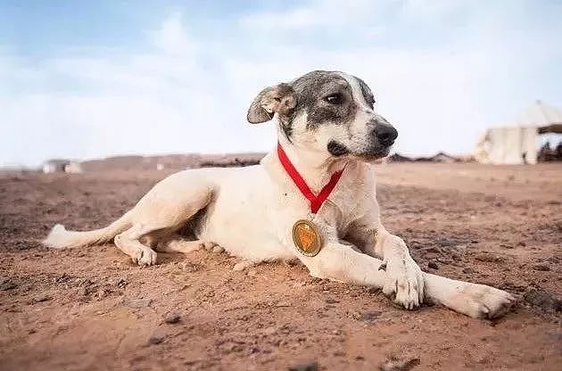 奔跑在撒哈拉沙漠地狱马拉松的一只狗 - 6