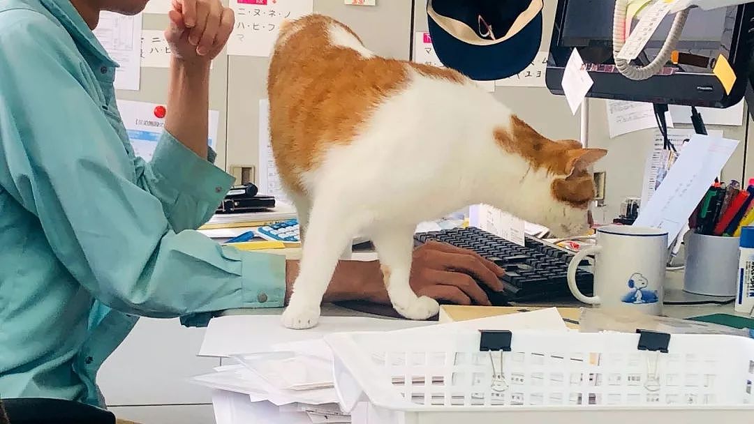 日本一只橘猫由于妨害公务罪，惨遭逮捕，目前情绪稳定！ - 5
