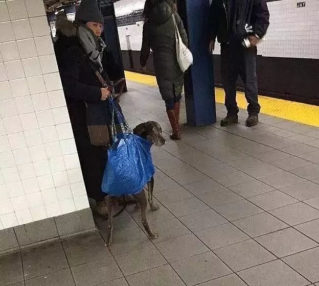 把狗装起来就能乘地铁！可这只萨摩耶却被拦了下来，原因是... - 8