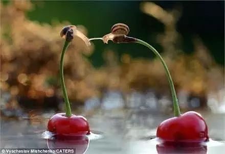 两只蜗牛在樱桃梗上接吻，被摄影师抓拍了下来，真是太浪漫了！ - 3