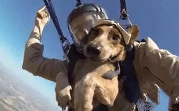 主人带狗狗去跳伞，这坑起狗来也真是不带手软呢… - 3