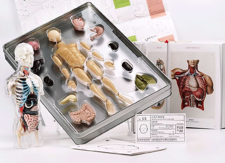 果壳人体解剖“博物馆”迎来新藏品！可以吃的那种～ - 11
