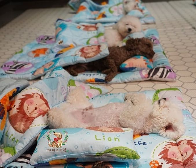 韩国狗狗幼儿园课程表曝光，原来它们上学不止打闹和睡觉！ - 11