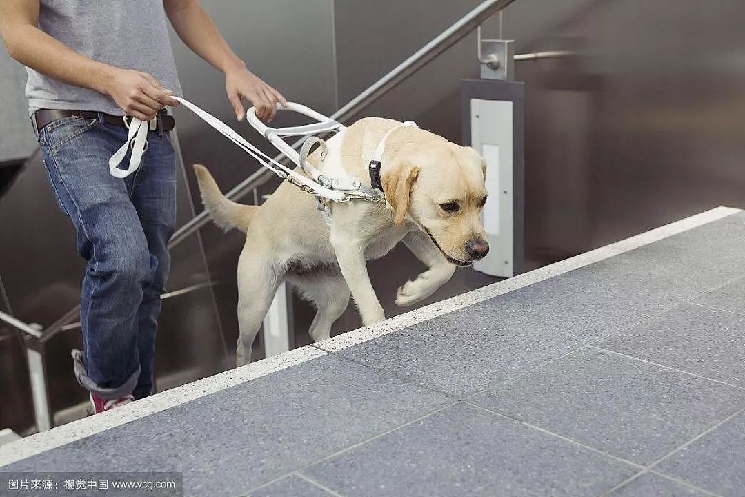乘客大声斥责导盲犬想将其赶下车，竟是因为它的外形…… - 9