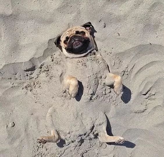 主人把狗狗骗去海滩，然后一言不合就埋了…… - 16