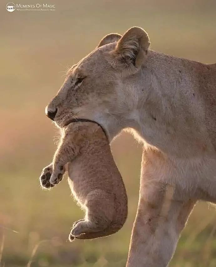 摄影师，拍到一只母狮叨着一只它的崽，只是这叼的方式有点... - 1
