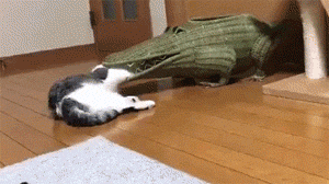 主人眼睁睁的看着自家猫被一只鳄鱼吃掉，无可奈何，太阔怕了... - 1