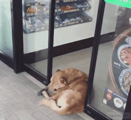 流浪狗在超市门口蹭冷气，结果却被…… - 6