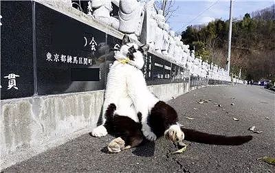 日本猫寺里住着30多只猫，竟比僧人还多，又想骗我去当和尚？ - 9
