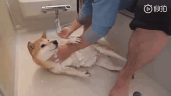 日本铲屎官示范如何轻松洗狗，网友：我还是洗只假狗吧！ - 7