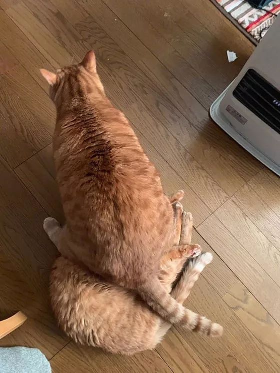 两只橘猫经常抢粮吃，另一只很生气，结果就搞成了现在这样！ - 2