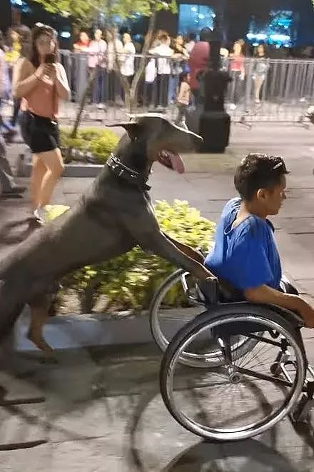 魔幻的一幕：狗狗很麻利的推着坐轮椅的主人，一起穿越人海... - 3