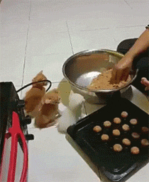 主人在做食物，3只小猫咪认真的看着，简直乖得不像话... - 1