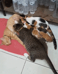 这只猫妈妈在喂奶，但一看这些小猫也太大了只还吃奶，没想到... - 6